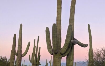 Desert Trail Fun &raquo; ? Wild Bunch Recreation Rental: Your…