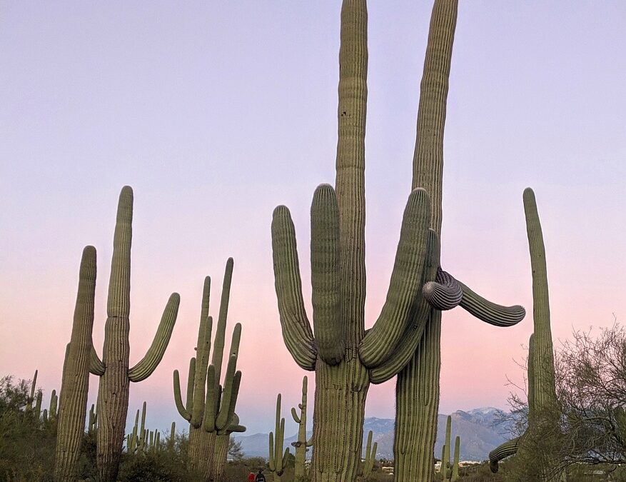 Desert Trail Fun &raquo; ? Wild Bunch Recreation Rental: Your…
