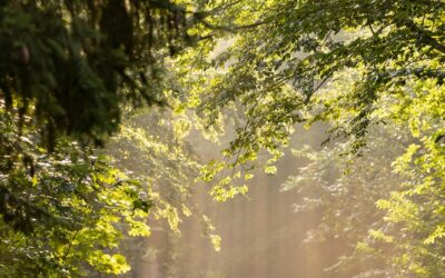 Best Side-by-side For Beginner Trail Riders | ? Wild Bunch…